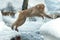 Japanese macaque jumping. The Japanese macaque ( Scientific name: Macaca fuscata), also known as the snow monkey. Natural habitat