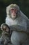 Japanese macaque [Macaca fuscata]