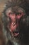 Japanese Macaque (Macaca fuscata) detail portrait