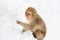 Japanese macaque or monkey searching food in snow