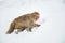 Japanese macaque or monkey searching food in snow