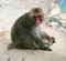 Japanese macaque monkey in the yakushima island Japan monkey red skin pack