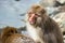 Japanese macaque with open mouth, near natural hot springs.. Close up portrait.   Scientific name: Macaca fuscata, also known as