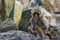 Japanese macaque Primate Snow Monkey looks at the camera