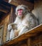 Japanese macaque on a rooftop, watayama monkey park, Kyoto, Japa