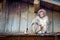 Japanese macaque on a rooftop, watayama monkey park, Kyoto, Japan