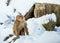 Japanese macaque shakes himself, sitting on the snow.