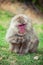 Japanese macaque sitting on the grass, Arashiyama, Kyoto, Japan