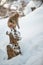 Japanese Macaque sitting on a snag.