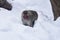 Japanese Macaque in Snow