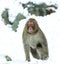 Japanese macaque on the snow. The Japanese macaque ( Scientific name: Macaca fuscata), also known as the snow monkey. Natural