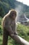 Japanese macaque snow monkey on beam