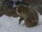 Japanese macaque or snow monkey, Macaca fuscata, sitting on snow with snow on face whiskers and front paws