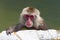 Japanese Macaque (Snow Monkey) soaking in a hot volcanic spring on the northern island of Hokkaido