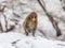Japanese Macaque standing on hind legs in the snow.