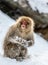 Japanese Macaque standing on hind legs in the snow.