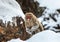 Japanese Macaque standing on hind legs in the snow.