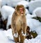 Japanese Macaque standing on hind legs in the snow.