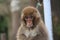 A Japanese macaque at Takasaki monkey park, Beppu, Oita, Japan