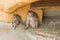 Japanese macaque and two babies