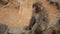 Japanese macaque walking