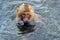 Japanese macaque in water of natural hot springs.