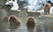 Japanese macaque in the water of natural hot springs, steam above water. Onsen.