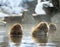 Japanese macaque in the water of natural hot springs, steam above water. Onsen.