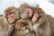 Japanese macaques. Close up  group portrait.