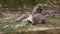 Japanese macaques grooming