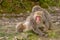 Japanese macaques grooming