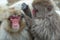 Japanese macaques is grooming, checking for fleas and ticks. Scientific name: Macaca fuscata, also known as the snow monkey.