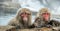 The Japanese macaques at Jigokudani natural hotsprings. Japanese macaque, Scientific name: Macaca fuscata, also known as the snow