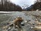 Japanese macaques in the Kamikochi National Park