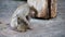 Japanese macaques. Monkeys, mother cares for the cub.