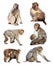 Japanese macaques over white