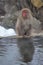 Japanese macaques snow monkey at the hot spring at Jigokudani Monkey Park in Japan