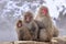 Japanese macaques snow monkey at the hot spring at Jigokudani Monkey Park in Japan