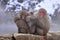 Japanese macaques snow monkey at the hot spring at Jigokudani Monkey Park in Japan