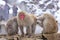 Japanese macaques snow monkey at the hot spring at Jigokudani Monkey Park in Nagano in Japan