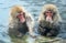 Japanese macaques in the water of natural hot sprin Scientific name: Macaca fuscata, also known as the snow monkey. Natural