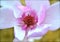 Japanese Magnolia blossom - closeup