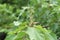 Japanese mallotus buds