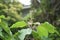 Japanese mallotus buds