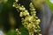 Japanese mallotus ( Mallotus japonicus ) flowers.