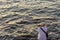 Japanese man with a fishing rod fishing at seashore in Osaka Bay, Japan