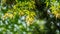 Japanese Maple Acer Palmatum with bright orange and green leaves against blurred sunny green plants background. Spring landscape