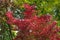 Japanese maple Acer palmatum with red-burgundy leaves is trembling in the wind