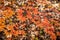 Japanese maple in autumn closeup