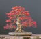 Japanese maple bonsai